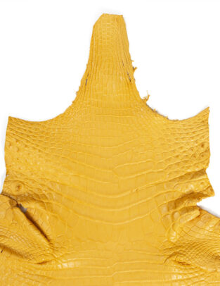 Da cá sấu Crocodile Henglong màu Vàng mờ (Matte Ulla ) Gr4/Size 31cm