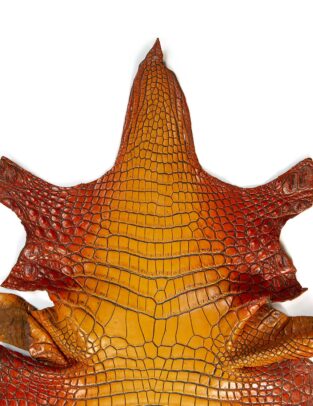 Da cá sấu Crocodile Henglong màu Cam Ombre Shiny (Orange Ombre Shiny) Gr3/Size 38cm
